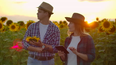 Young-couple-farmer-manager-is-studying-a-sunflower-with-a-magnifier-on-the-field-at-sunset.-They-write-down-its-basic-properties-on-a-tablet.
